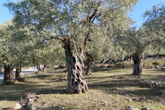 IMG_20250201_100002122